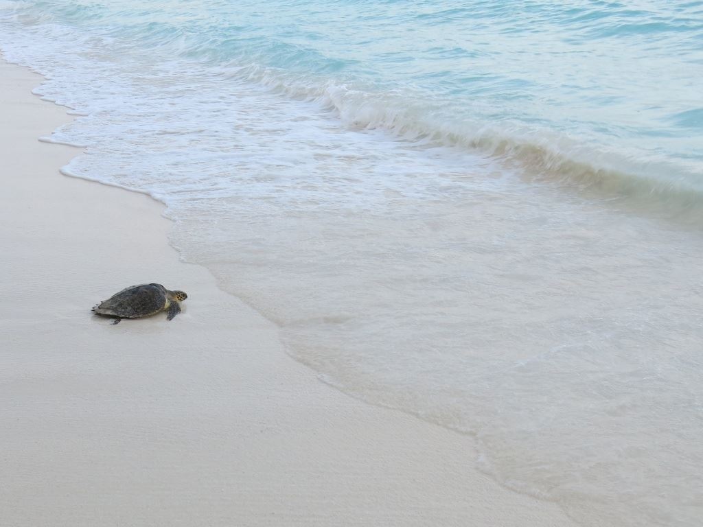 beach-beach